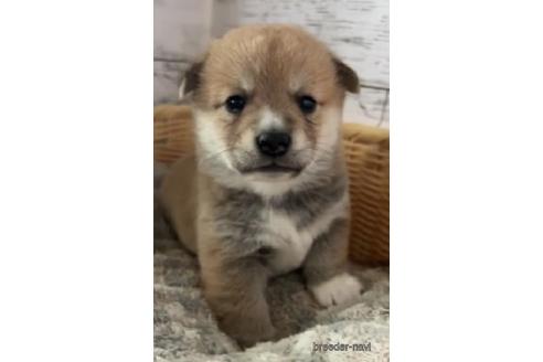 販売中の静岡県のミックス犬-230632